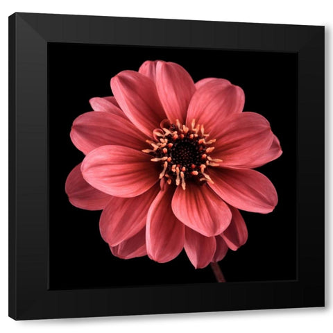 AF20110818 Dahlia 022C25 Black Modern Wood Framed Art Print by Frank, Assaf