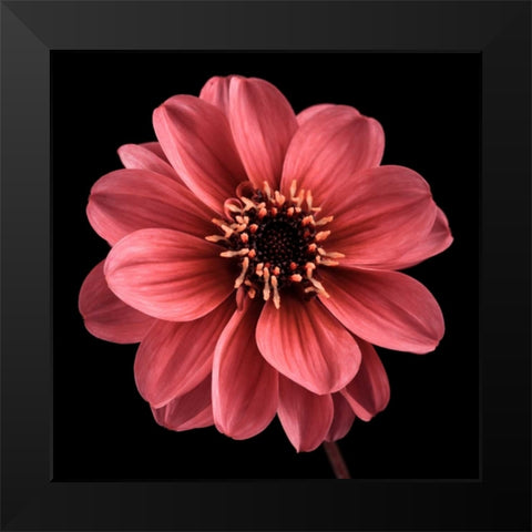 AF20110818 Dahlia 022C25 Black Modern Wood Framed Art Print by Frank, Assaf