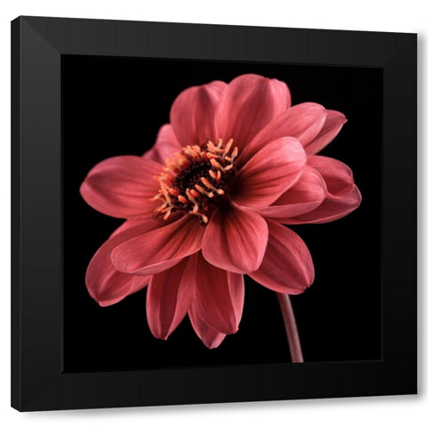 AF20110818 Dahlia 046C25 Black Modern Wood Framed Art Print with Double Matting by Frank, Assaf
