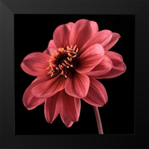 AF20110818 Dahlia 046C25 Black Modern Wood Framed Art Print by Frank, Assaf