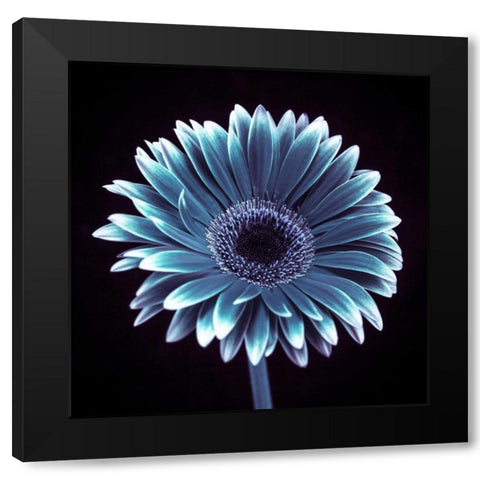 AF20120911 Gerbera 015C18 Black Modern Wood Framed Art Print by Frank, Assaf