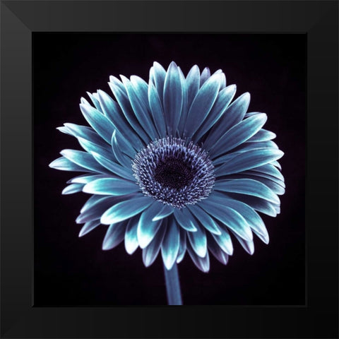 AF20120911 Gerbera 015C18 Black Modern Wood Framed Art Print by Frank, Assaf