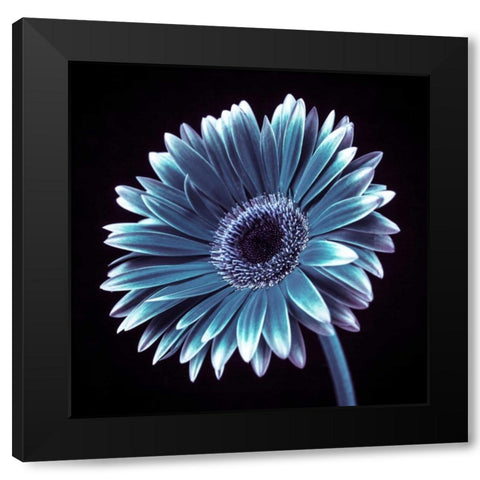 AF20120911 Gerbera 036C18 Black Modern Wood Framed Art Print with Double Matting by Frank, Assaf