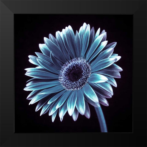 AF20120911 Gerbera 036C18 Black Modern Wood Framed Art Print by Frank, Assaf