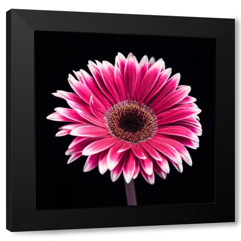 AF20120911 Gerbera 015C19 Black Modern Wood Framed Art Print by Frank, Assaf