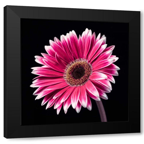 AF20120911 Gerbera 036C19 Black Modern Wood Framed Art Print by Frank, Assaf