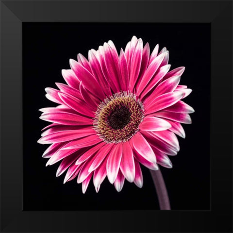 AF20120911 Gerbera 036C19 Black Modern Wood Framed Art Print by Frank, Assaf