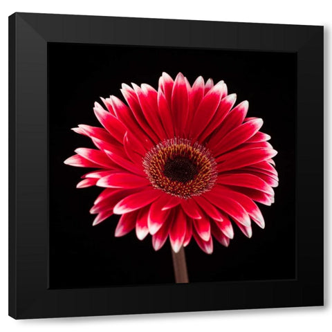 AF20120911 Gerbera 015C20 Black Modern Wood Framed Art Print by Frank, Assaf