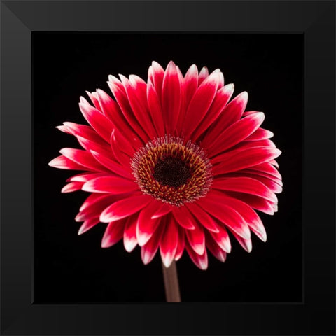AF20120911 Gerbera 015C20 Black Modern Wood Framed Art Print by Frank, Assaf