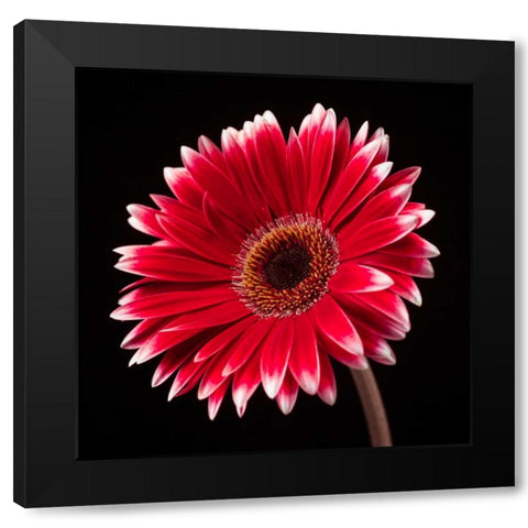 AF20120911 Gerbera 036C20 Black Modern Wood Framed Art Print with Double Matting by Frank, Assaf