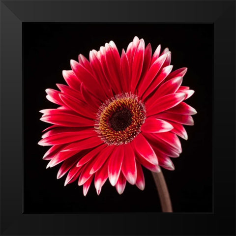 AF20120911 Gerbera 036C20 Black Modern Wood Framed Art Print by Frank, Assaf