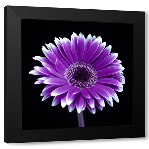 AF20120911 Gerbera 015C21 Black Modern Wood Framed Art Print by Frank, Assaf