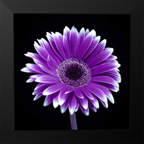 AF20120911 Gerbera 015C21 Black Modern Wood Framed Art Print by Frank, Assaf