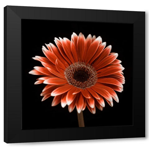 AF20120911 Gerbera 015C22 Black Modern Wood Framed Art Print by Frank, Assaf