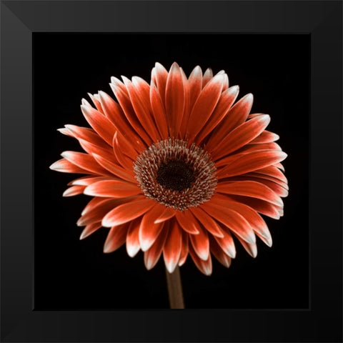 AF20120911 Gerbera 015C22 Black Modern Wood Framed Art Print by Frank, Assaf