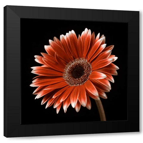 AF20120911 Gerbera 036C22 Black Modern Wood Framed Art Print by Frank, Assaf