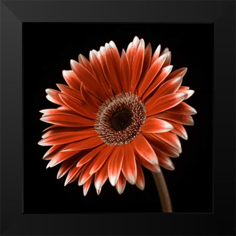 AF20120911 Gerbera 036C22 Black Modern Wood Framed Art Print by Frank, Assaf