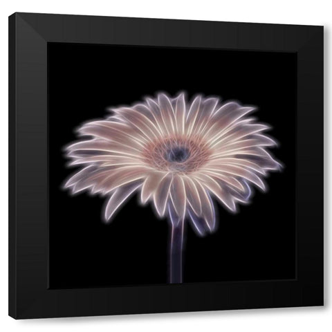 FTBR 1656 Gerbera Black Modern Wood Framed Art Print with Double Matting by Frank, Assaf