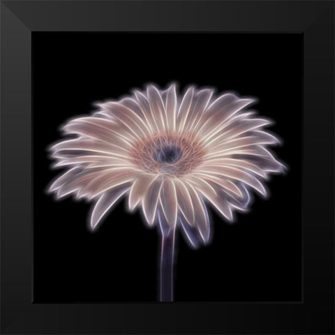 FTBR 1656 Gerbera Black Modern Wood Framed Art Print by Frank, Assaf