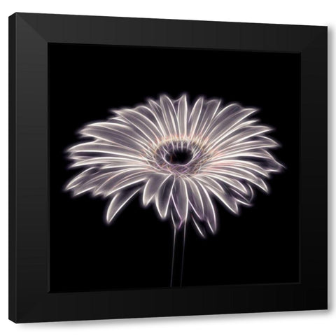 FTBR 1658 Gerbera Black Modern Wood Framed Art Print with Double Matting by Frank, Assaf
