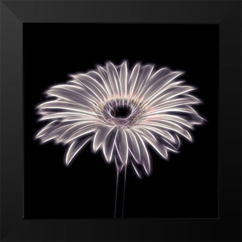 FTBR 1658 Gerbera Black Modern Wood Framed Art Print by Frank, Assaf