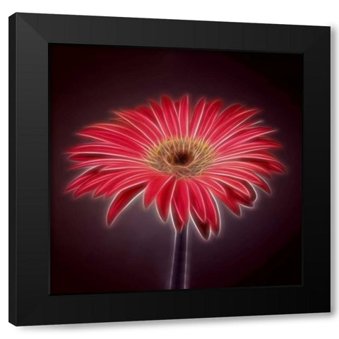 AF20110820 Gerbera 023C03P2P Black Modern Wood Framed Art Print by Frank, Assaf