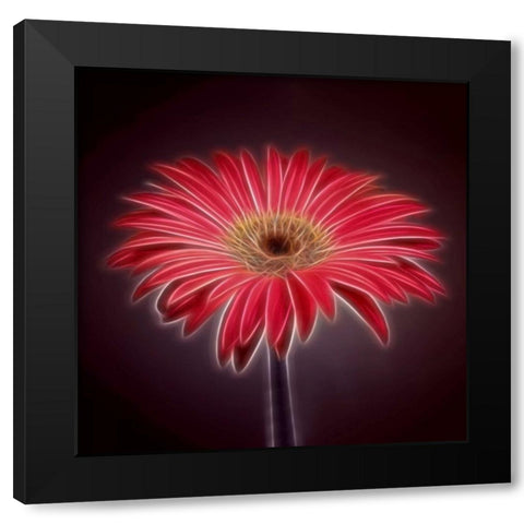 AF20110820 Gerbera 023C03P2PC01 Black Modern Wood Framed Art Print with Double Matting by Frank, Assaf