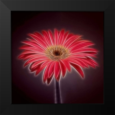 AF20110820 Gerbera 023C03P2PC01 Black Modern Wood Framed Art Print by Frank, Assaf