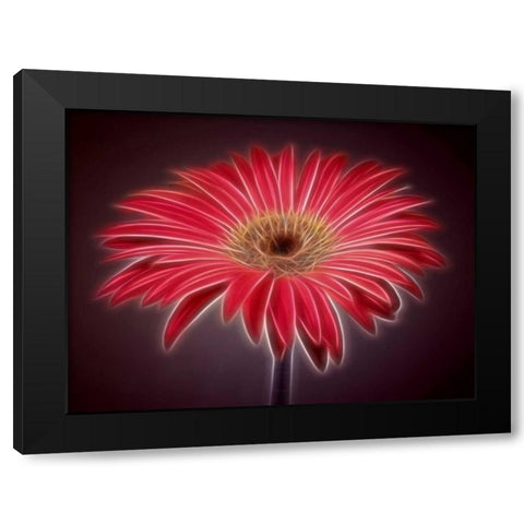 AF20110820 Gerbera 023C03P-2 Black Modern Wood Framed Art Print with Double Matting by Frank, Assaf