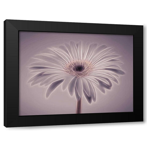 AF20110820 Gerbera 028C01PC02 Black Modern Wood Framed Art Print with Double Matting by Frank, Assaf