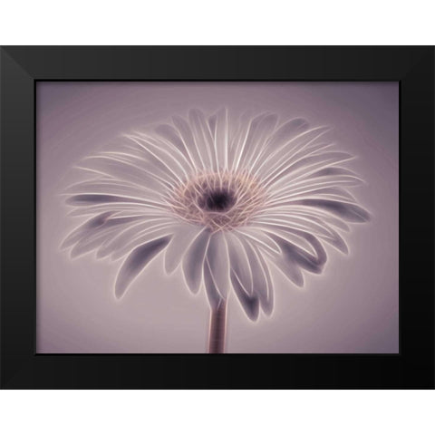AF20110820 Gerbera 028C01PC02 Black Modern Wood Framed Art Print by Frank, Assaf