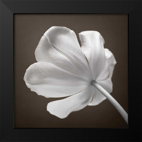 Tulip flower, close-up Black Modern Wood Framed Art Print by Frank, Assaf
