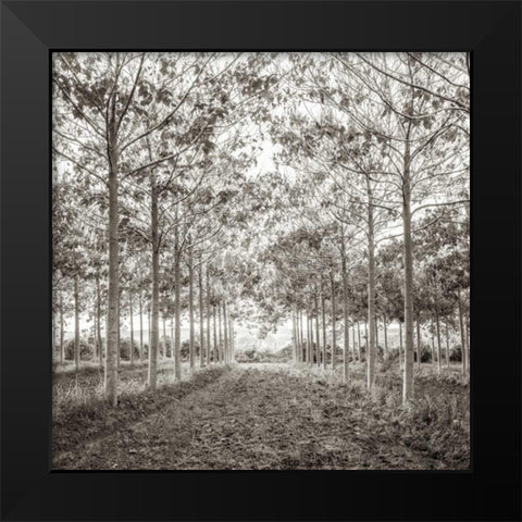 Pathway through trees in forest, AF20151226-078C01 Black Modern Wood Framed Art Print by Frank, Assaf