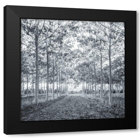 Pathway through trees in forest Black Modern Wood Framed Art Print by Frank, Assaf