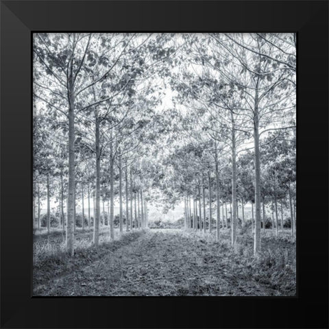 Pathway through trees in forest Black Modern Wood Framed Art Print by Frank, Assaf