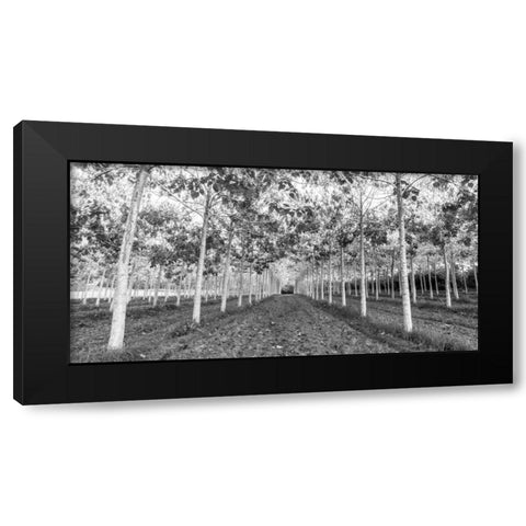 Pathway through trees in forest Black Modern Wood Framed Art Print with Double Matting by Frank, Assaf