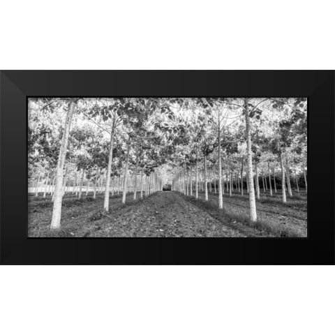 Pathway through trees in forest Black Modern Wood Framed Art Print by Frank, Assaf