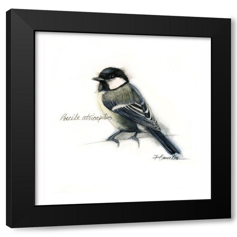 Belted Kingfisher Black Modern Wood Framed Art Print with Double Matting by Dean, Bruce