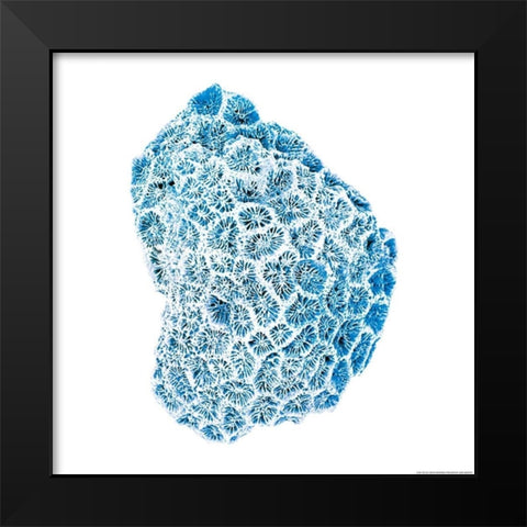 Blue Coral Black Modern Wood Framed Art Print by Brando, JJ