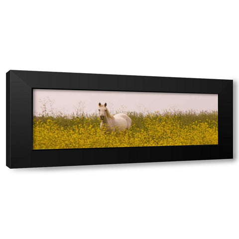 Flowery Horse Field Black Modern Wood Framed Art Print with Double Matting by Linden, Sally