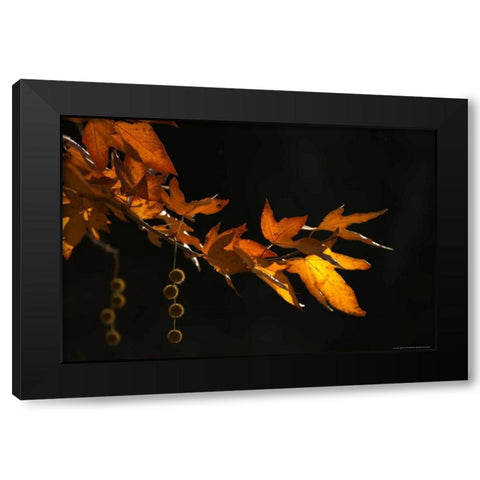 Fall In Malibu Black Modern Wood Framed Art Print with Double Matting by Linden, Sally