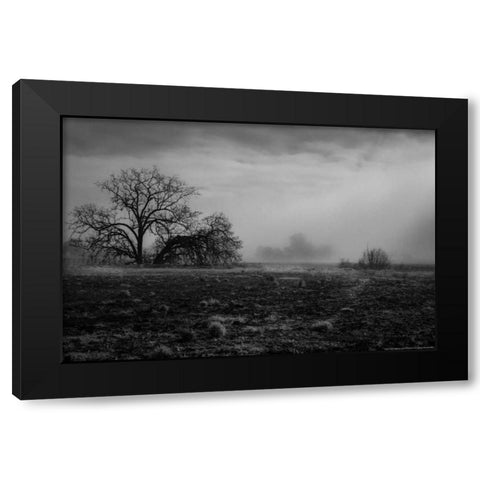 Shaded Trees Black Modern Wood Framed Art Print by Linden, Sally