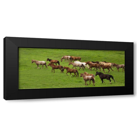 Wild Herd Black Modern Wood Framed Art Print with Double Matting by Linden, Sally