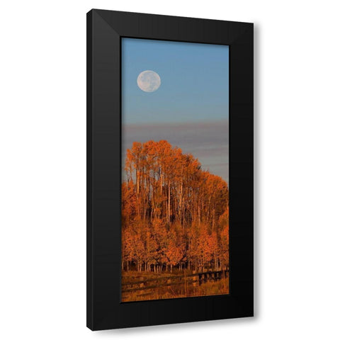 Fall Trees Moon 1 Black Modern Wood Framed Art Print by Linden, Sally