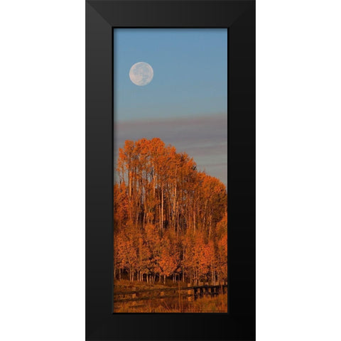 Fall Trees Moon 1 Black Modern Wood Framed Art Print by Linden, Sally