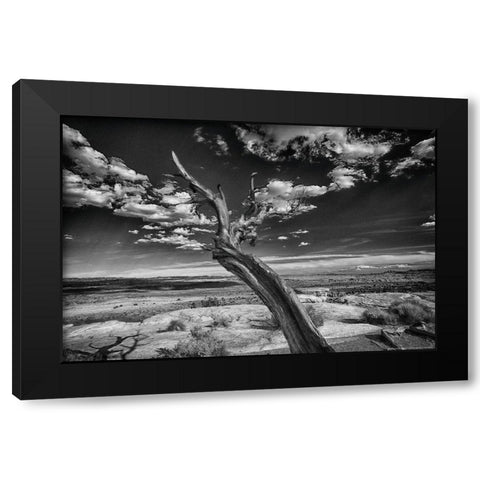 Desert Tree Black Modern Wood Framed Art Print by Linden, Sally
