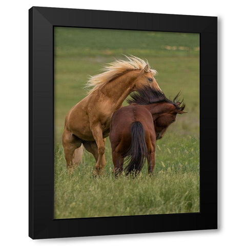Horse Play Black Modern Wood Framed Art Print with Double Matting by Linden, Sally