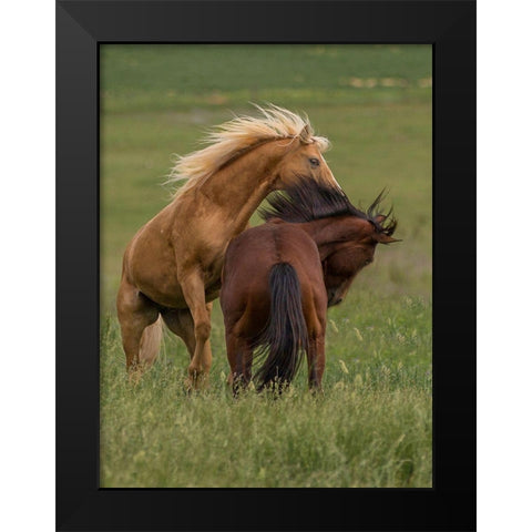 Horse Play Black Modern Wood Framed Art Print by Linden, Sally