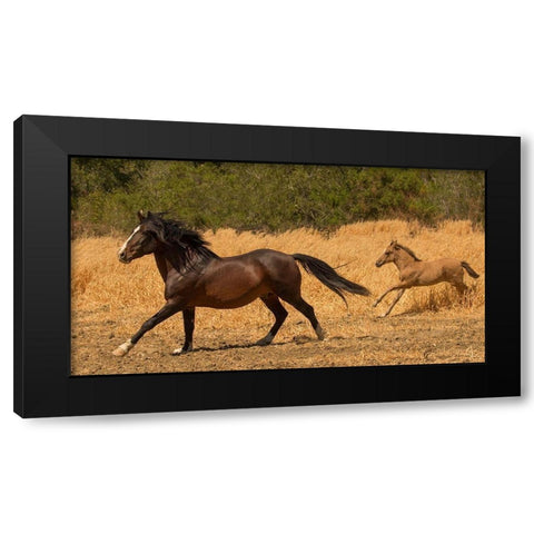 Amante and Amber Black Modern Wood Framed Art Print by Linden, Sally