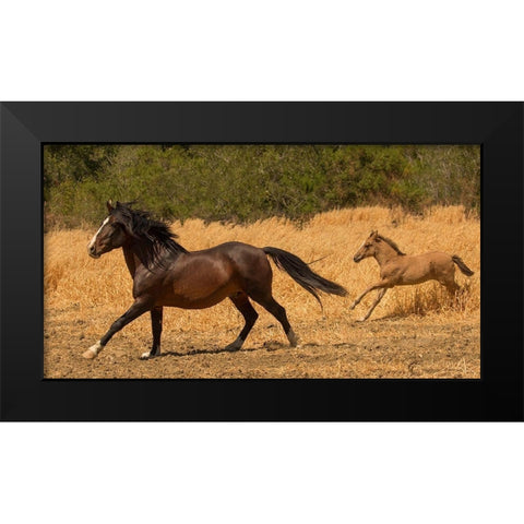 Amante and Amber Black Modern Wood Framed Art Print by Linden, Sally